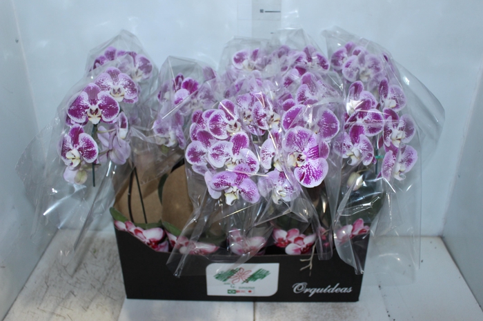 <h4>PHALAENOPSIS CASCATA P12 BICOLOR</h4>