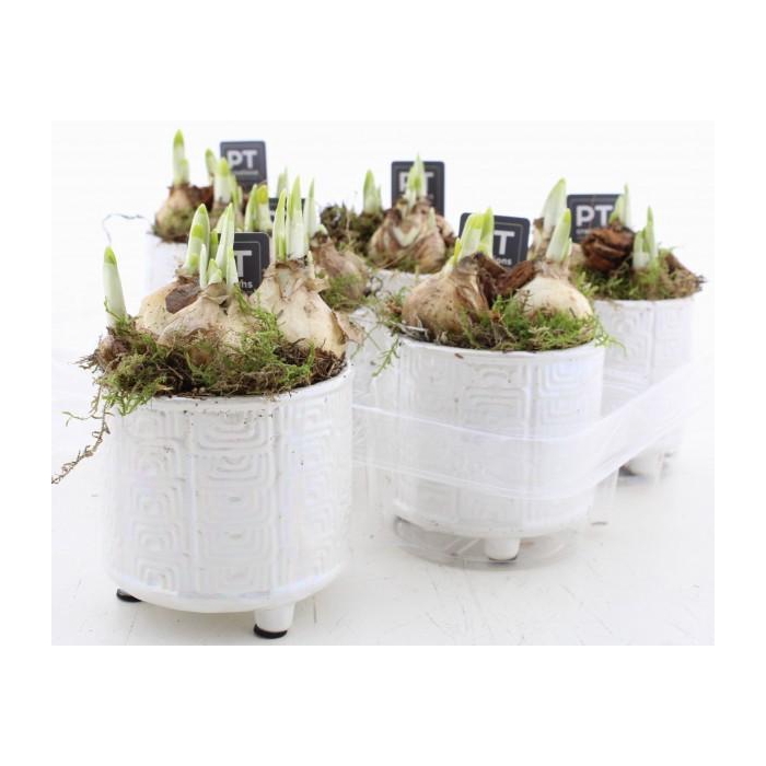 <h4>ARR N TETE A TETE</h4>