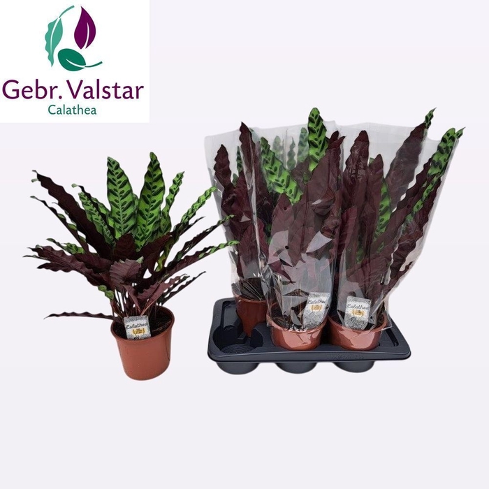 <h4>CALAT LANCIFOLIA</h4>