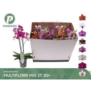 PHAL MF GEM 8 KL