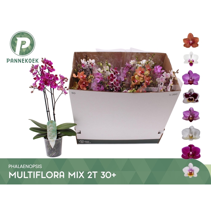 <h4>PHAL MF GEM 8 KL</h4>