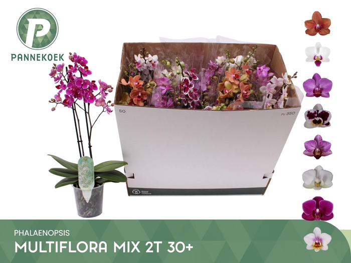 PHAL MF GEM 8 KL