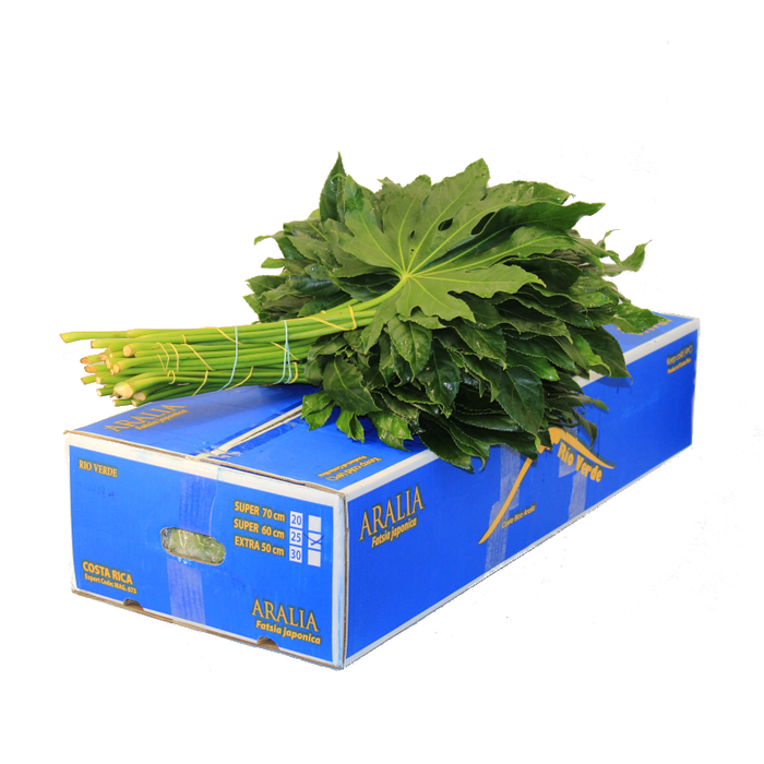 <h4>ARALIA RIO VERDE EXTRA 50CM</h4>