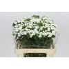 Dianthus Br White Duke