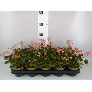 Oxalis deppei