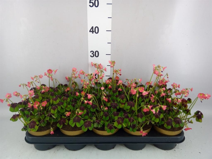 <h4>Oxalis deppei</h4>