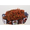 Rozenbottel Autumn Rosefruits Orange