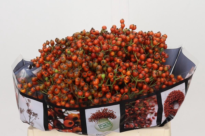 Rozenbottel Autumn Rosefruits Orange
