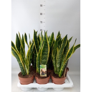 Sansevieria trifa. 'Laurentii'