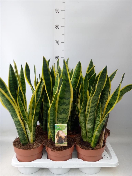 <h4>Sansevieria trifa. 'Laurentii'</h4>