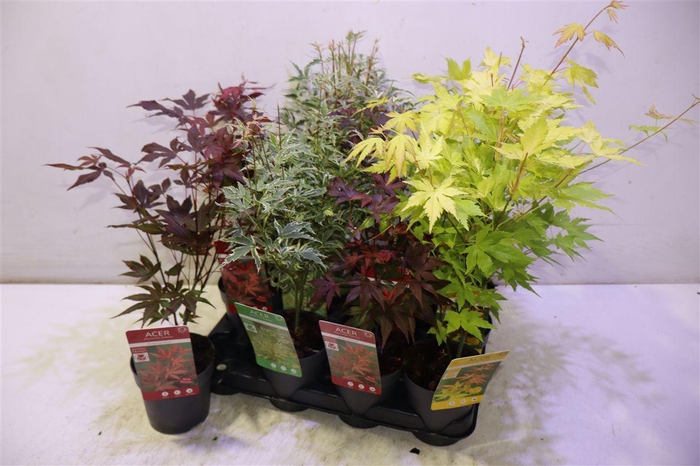 <h4>Acer Palmatum</h4>