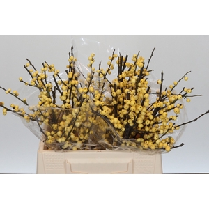 Ilex Citronella
