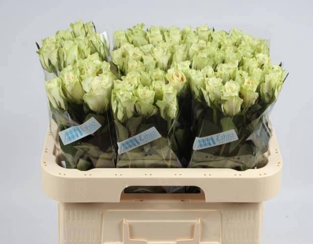 <h4>R GR ATHENA</h4>