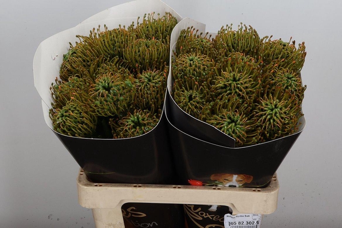 <h4>Protea Leuco Ov</h4>