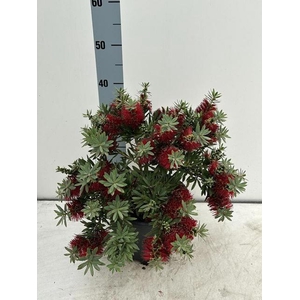 CALLISTEMON CITRINUS