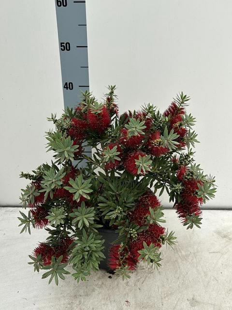 <h4>CALLISTEMON CITRINUS</h4>