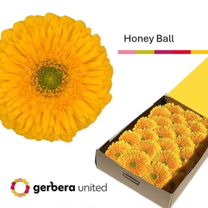 Gerbera Pomponi Honey Ball Doos