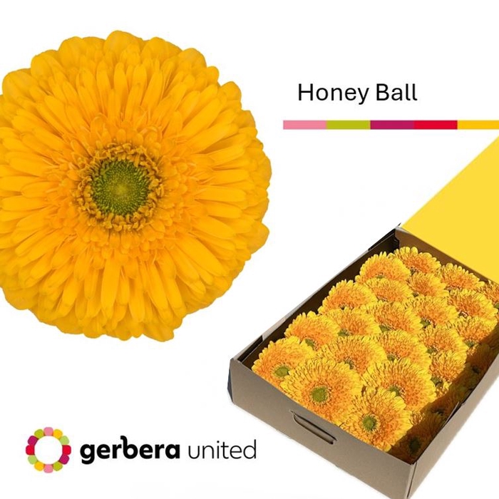 <h4>Gerbera Pomponi Honey Ball Doos</h4>