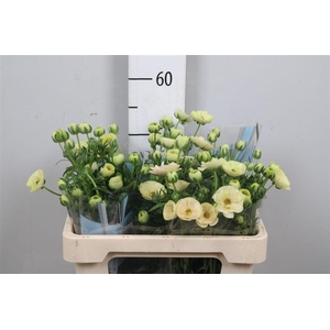 Ran Butterfly Keramos