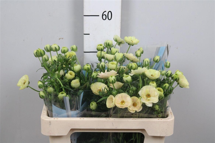 <h4>Ran Butterfly Keramos</h4>