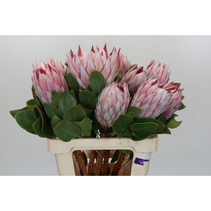 Protea Cynaroides