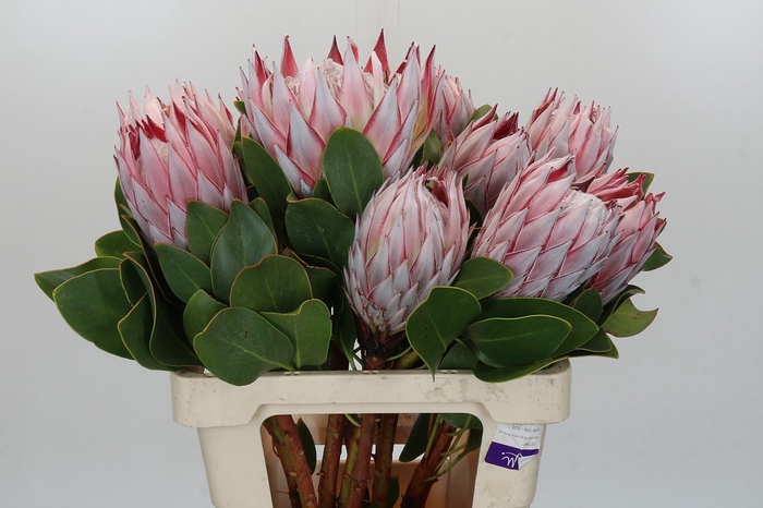 Protea Cynaroides