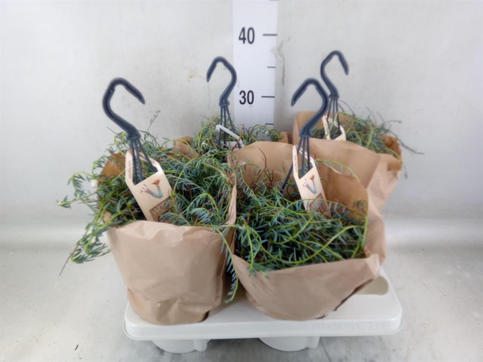 <h4>Senecio   ...</h4>