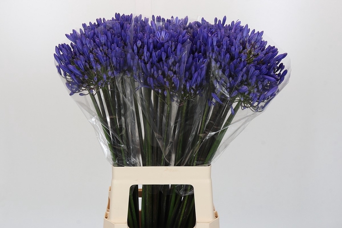 <h4>AGAP EYFORI DRK BLUE</h4>