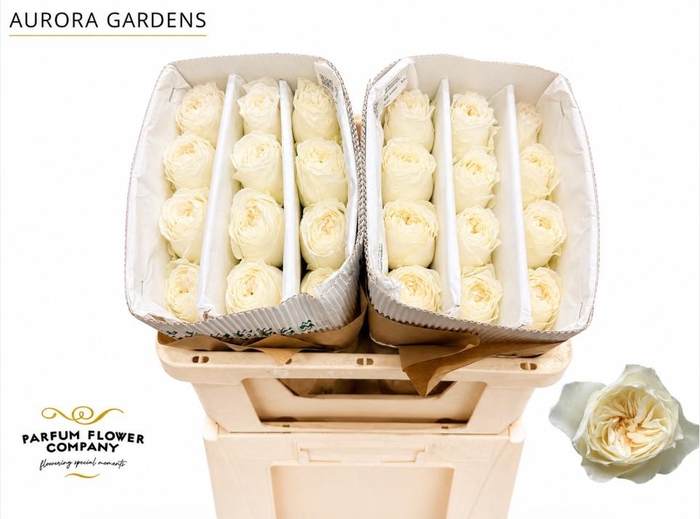 <h4>Rosa Garden Aurora Gardens</h4>