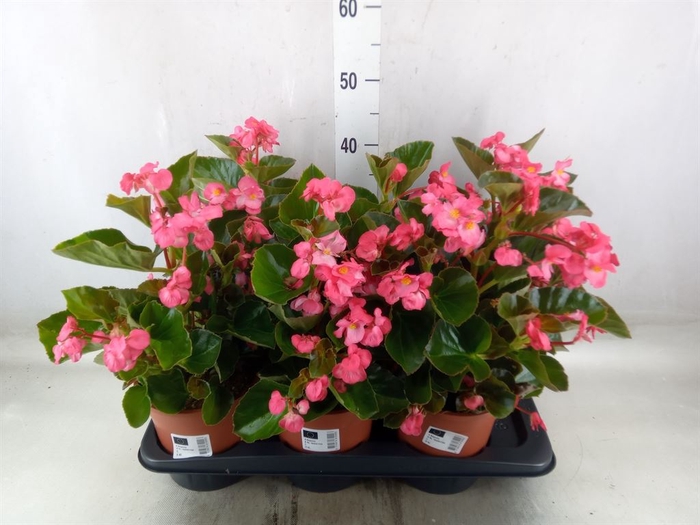 <h4>Begonia  'Big Rose wBronze Leaf'</h4>