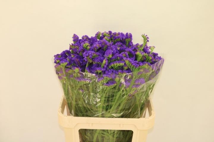 <h4>LIM S MARINA VIOLET</h4>