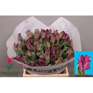 TU CO CROWN  NEGRITA