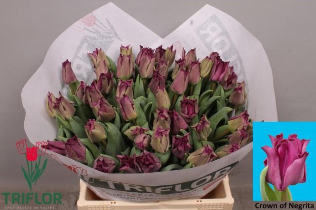 <h4>TU CO CROWN  NEGRITA</h4>