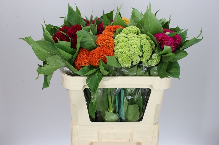 <h4>Celosia C Mixed In Bucket</h4>