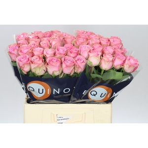 Rosa Gr Renaissance
