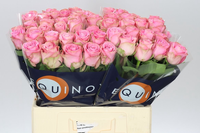 <h4>Rosa Gr Renaissance</h4>