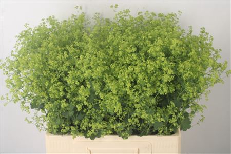 <h4>Alchemilla M Robustica</h4>