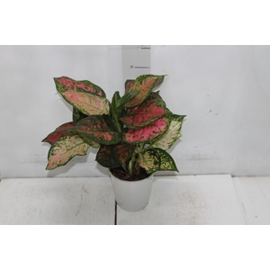 AGLAONEMA VARIADA P12