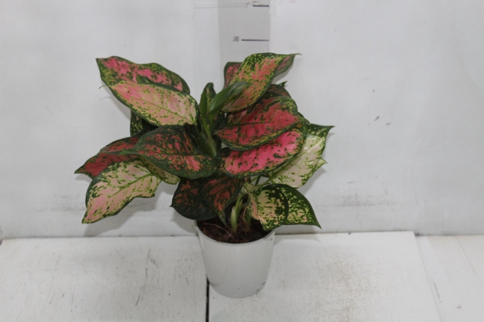 <h4>AGLAONEMA VARIADA P12</h4>