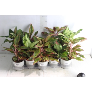 AGLAONEMA VARIADA P12 PREMIUM