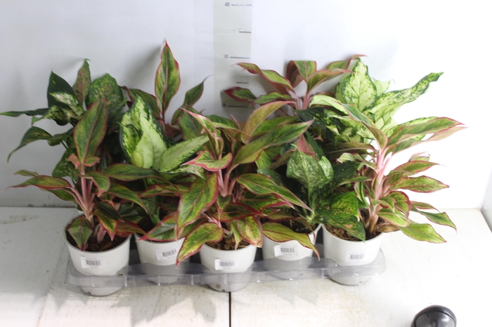 <h4>AGLAONEMA VARIADA P12 PREMIUM</h4>