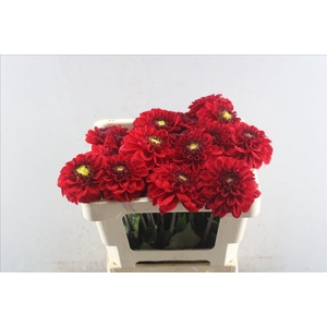 Dahlia red 7