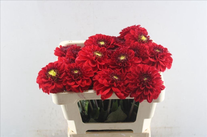 <h4>Dahlia red 7</h4>