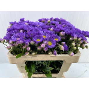 ERIGERON