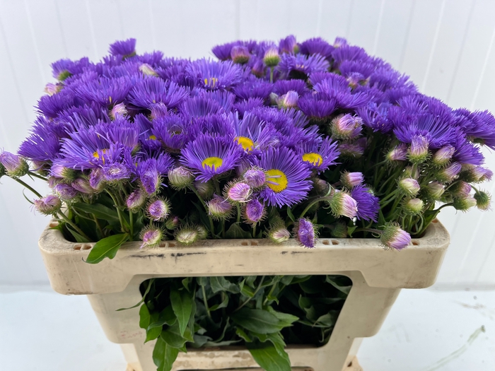<h4>ERIGERON</h4>