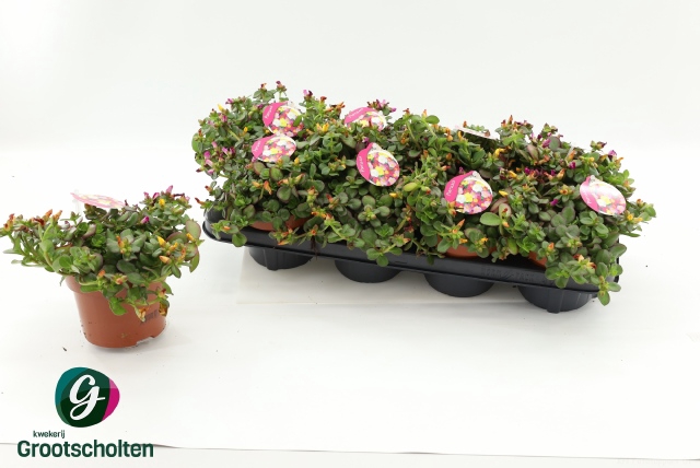 <h4>PORTULACA</h4>