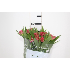 ALSTROEMERIA NIKITA 080 CM