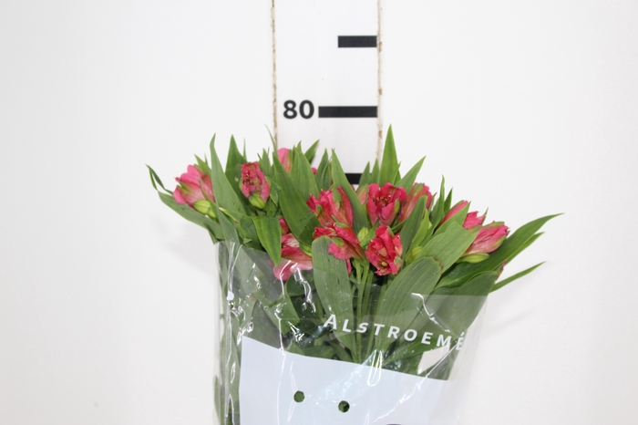 ALSTROEMERIA NIKITA 080 CM