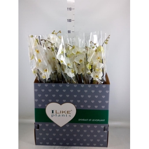 Phalaenopsis   ...white