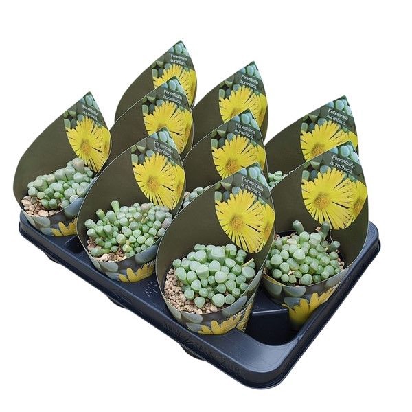 <h4>Fenestraria Aurantiaca Potcover</h4>